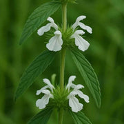 White Donda Leucas Aspera Seeds, Herbal