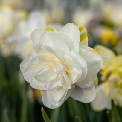 White Double Petal Daffodil seeds - Flower Plant