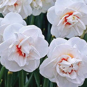 White Double Petal Daffodil seeds - Flower Plant
