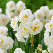 White Double Petal Daffodil seeds - Flower Plant