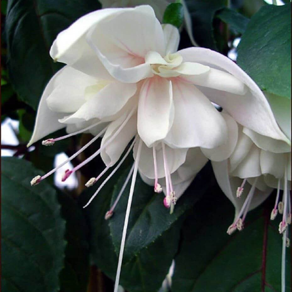 White Double Petals Fuchsia Seeds - Flower Plant
