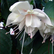 White Double Petals Fuchsia Seeds - Flower Plant