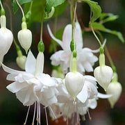 White Double Petals Fuchsia Seeds - Flower Plant
