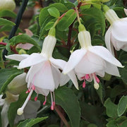 White Double Petals Fuchsia Seeds - Flower Plant