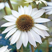 White Echinacea Seeds, Herbal