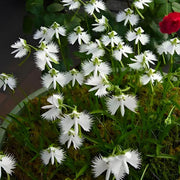 Fringed Habenaria White Egret Orchid Seeds