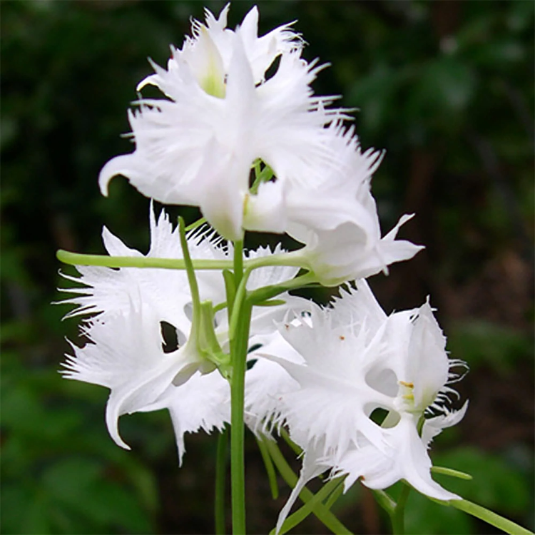 Fringed Habenaria White Egret Orchid Seeds