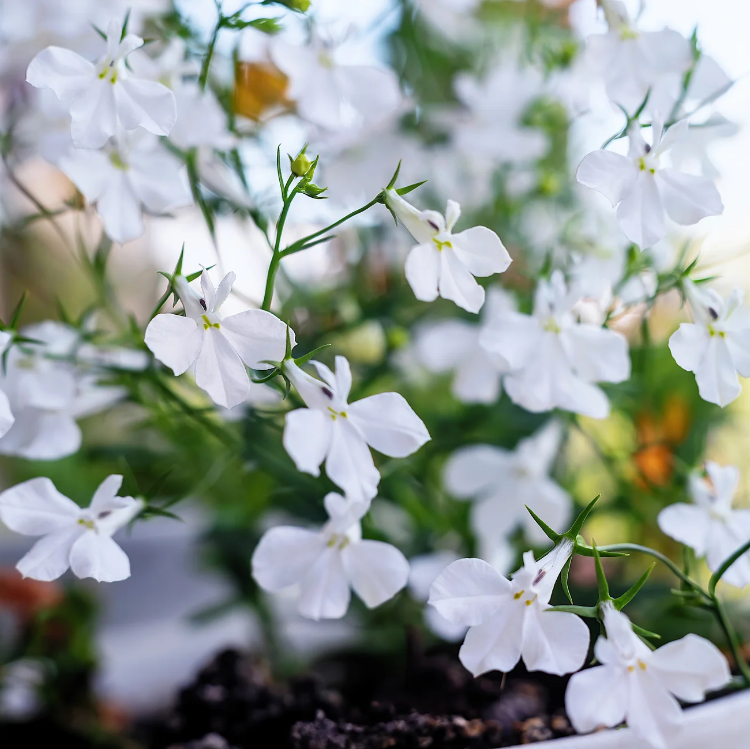 White Erinus Lobelia Seeds