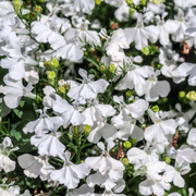 White Erinus Lobelia Seeds