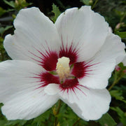 White Eye Hibiscus Seeds