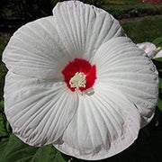 White Eye Hibiscus Seeds