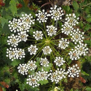 White Flower Anise Seeds, Herbal