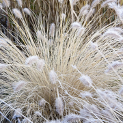 Ornamental White Fountain Seeds