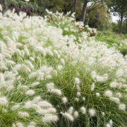 Ornamental White Fountain Seeds
