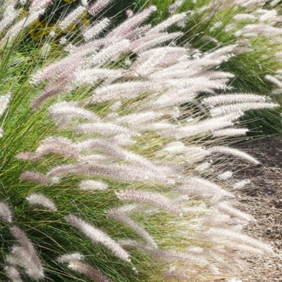 Ornamental White Fountain Seeds