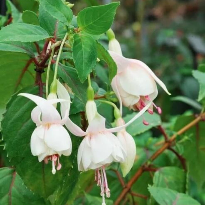 White Fuchsia Hybrid Seeds - Flower Plant