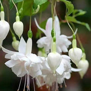 White Fuchsia Hybrid Seeds - Flower Plant