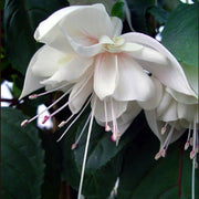White Fuchsia Hybrid Seeds - Flower Plant