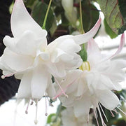 White Fuchsia Hybrid Seeds - Flower Plant