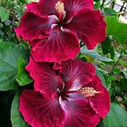 Wildflower Mix White Gladiolus Seeds