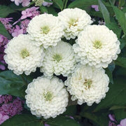 Wildflower White Green Zinnia Seeds