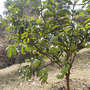 Guava Seeds – Psidium guajava