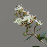 White Henna Seeds, Herbal