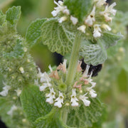 Marrubium vulgare White Horehound Seeds, Herbal