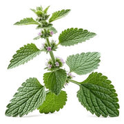 Marrubium vulgare White Horehound Seeds, Herbal