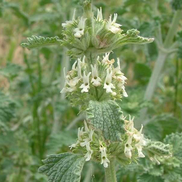 Marrubium vulgare White Horehound Seeds, Herbal
