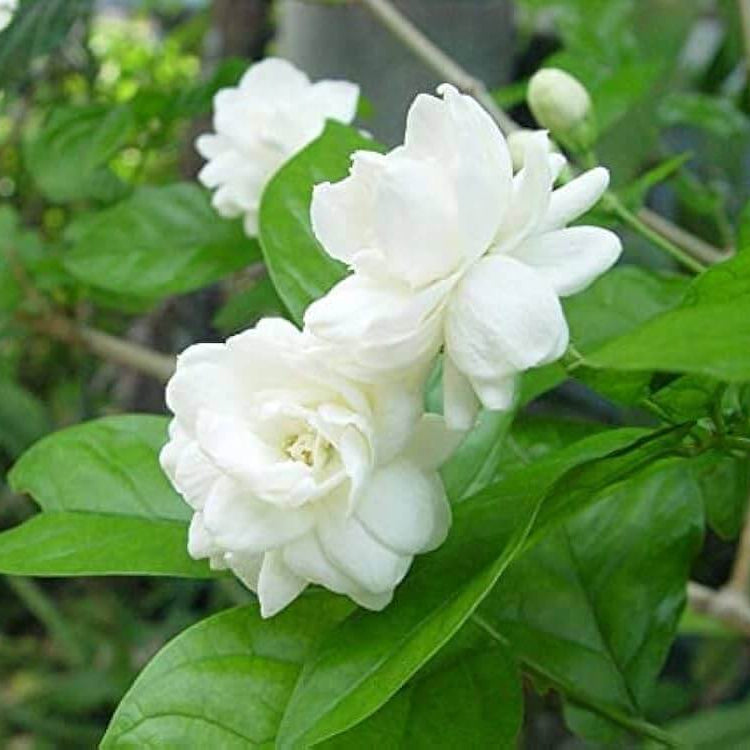White Jasmine Seeds - Flower Plant