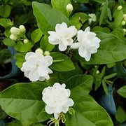 White Jasmine Seeds - Flower Plant