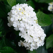 White Lantana Seeds - Flower Plant