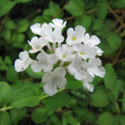 White Lantana Seeds - Flower Plant