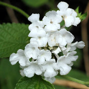 White Lantana Seeds - Flower Plant