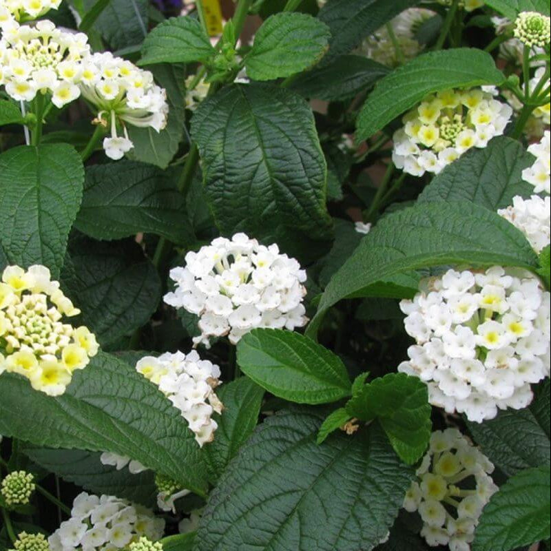 White Lantana Seeds - Flower Plant