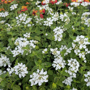 White Lantana Seeds