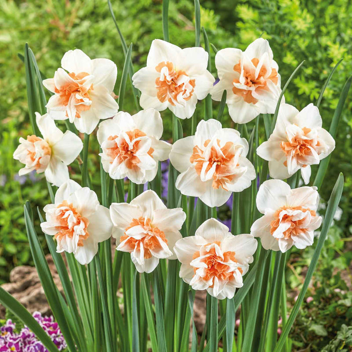 White Light Orange Double Daffodil Seeds - Flower Plant