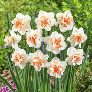 White Light Orange Double Daffodil Seeds - Flower Plant