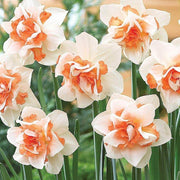 White Light Orange Double Daffodil Seeds - Flower Plant
