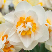 White Light Orange Double Daffodil Seeds - Flower Plant