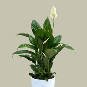 White Lily Houseplant Seeds