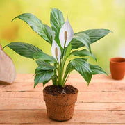 White Lily Houseplant Seeds