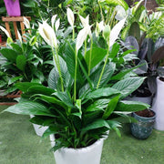 White Lily Houseplant Seeds