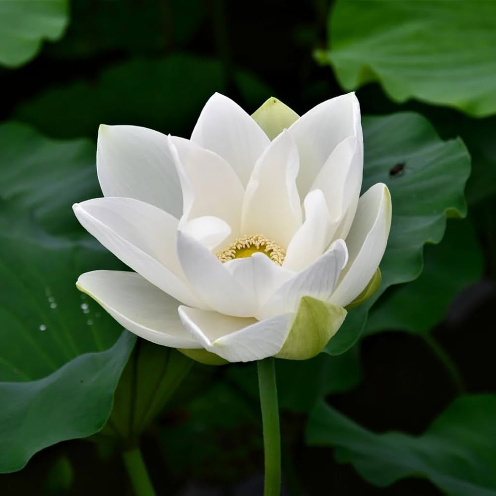 Sacred White Lotus Seeds