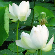 Sacred White Lotus Seeds