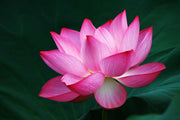 Lotus Seeds (Nelumbo nucifera)