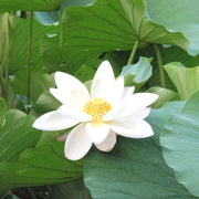 Sacred White Lotus Seeds