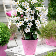 White Mandevilla Seeds - Flower Plant