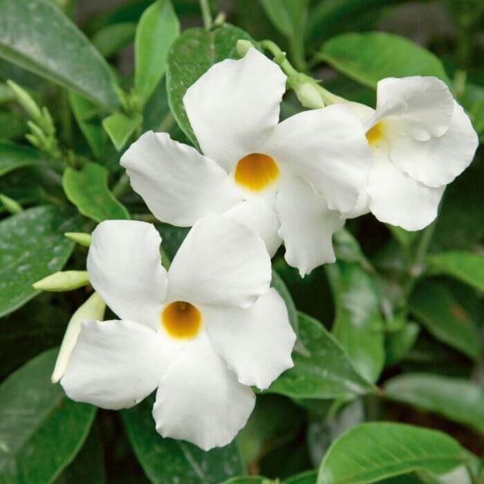 White Mandevilla Seeds - Flower Plant